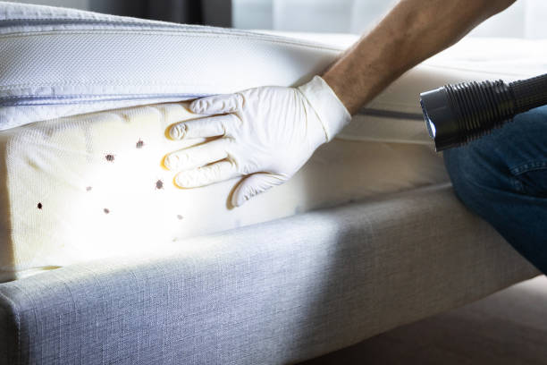 Best Pest Control Near Me in Arizona City, AZ